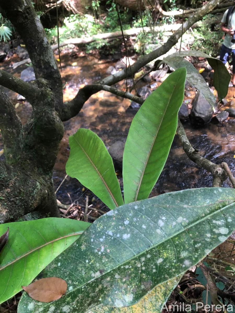 Semecarpus moonii Thwaites